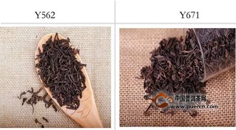 具有真性情的Y562和Y671茶叶