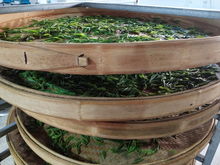 绿水青山育好茶，产业扶贫有希望