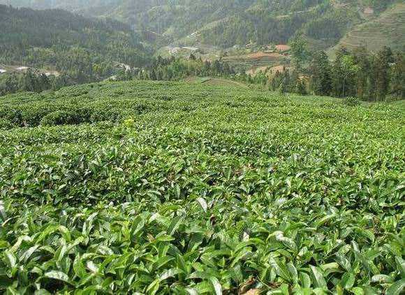 种植无公害茶叶要注意什么?