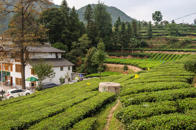 茶叶 日常生活中的健康良伴